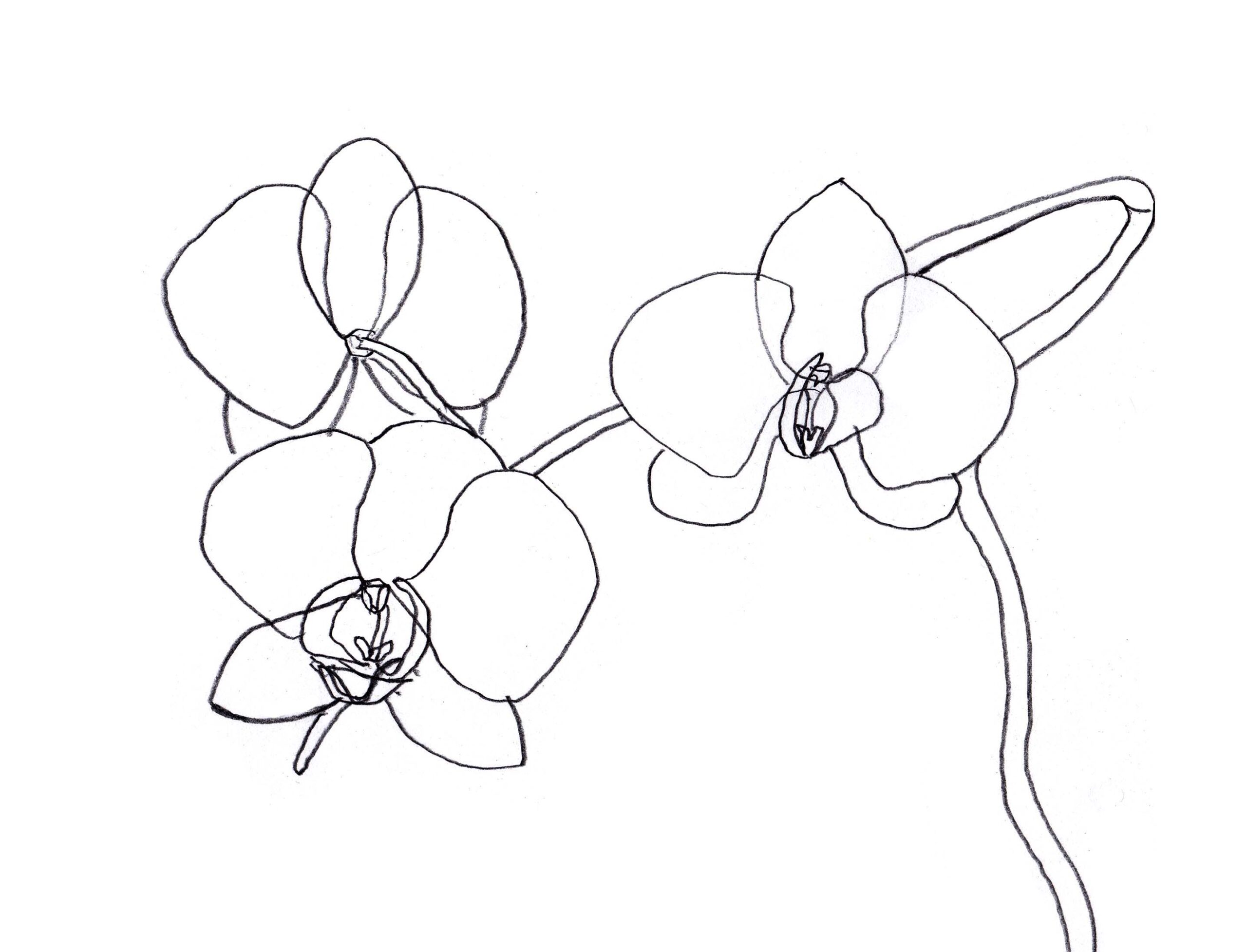 Orchid -Jill Jeannides