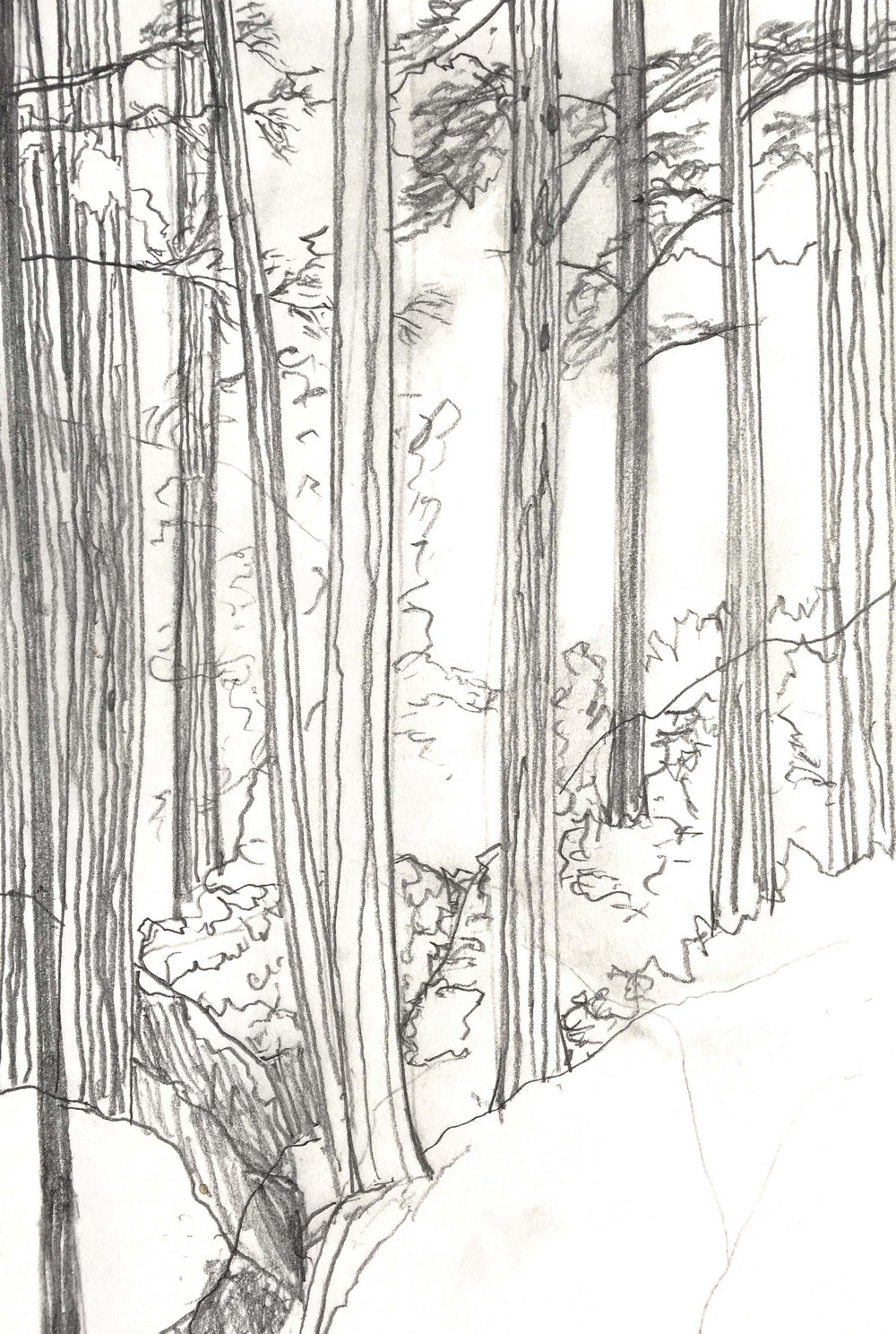 Redwoods -Jill Jeannides